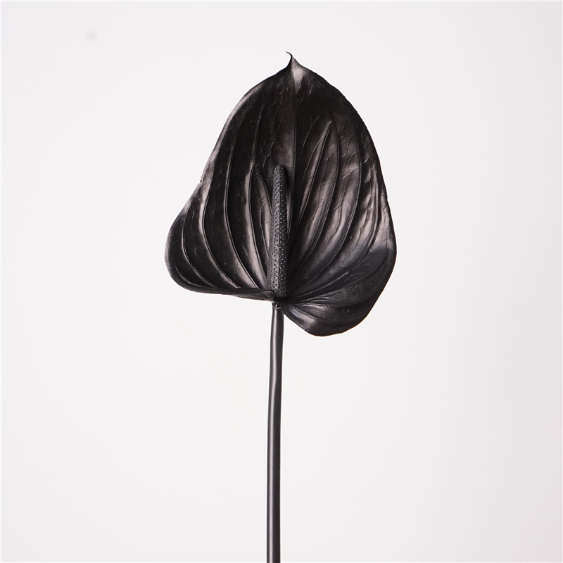 Colle souple anthurium-noir
