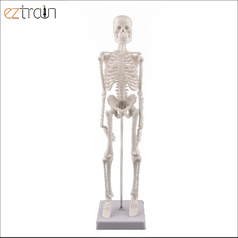 Mini modello di scheletro umano da 45cm con braccia e gambe mobili modello scientifico per lo studio