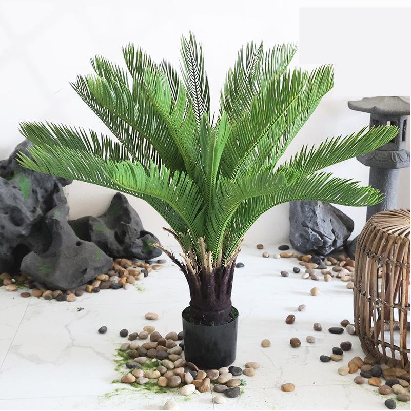 Plante en pot de cycade de taille moyenne