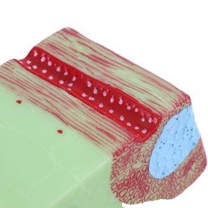 Modelo de tallo monocotiledóneo, estructura de hoja, xilema, floema, instrumento de Educación biológica, equipo de laboratorio de escuela secundaria - Product Image 3
