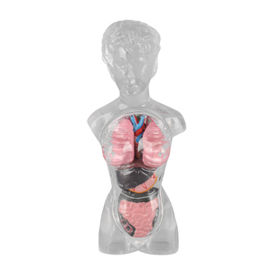 18-centimeter Female Transparent <strong>Human</strong> Torso Model with Visible and Detachable Internal Organs - Product Image 1
