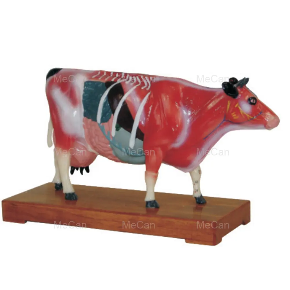 Acupuntura Gado Simulação Modelo Anatomia Animal Modelo Anatômico Vaca 3D