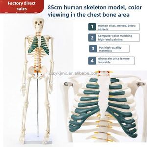 Omurga sinirleri ile 85cm detaylı insan iskeleti anatomik modeli eğitim tıbbi bilim aracı - Product Image 2
