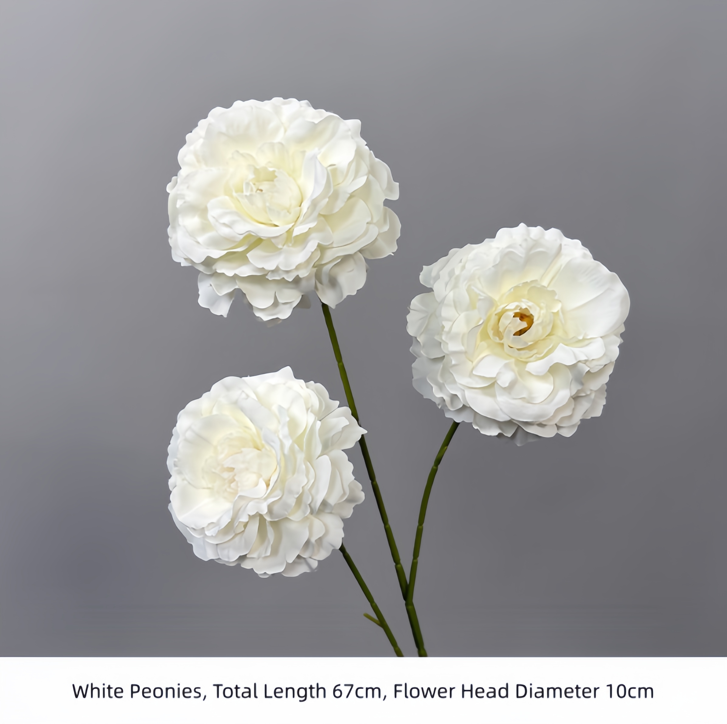 Pivoines blanches