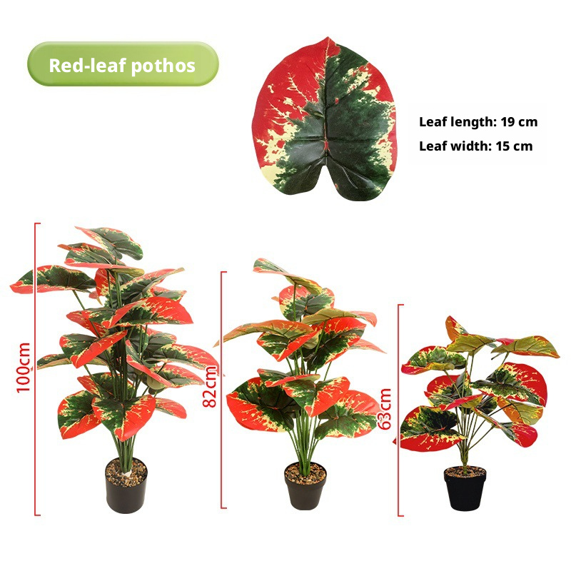 Red-leaf Epipremnum Aureum