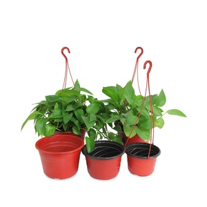 花园用品花盆挂花机定制七彩大植物容器塑料花盆便宜苗圃盆