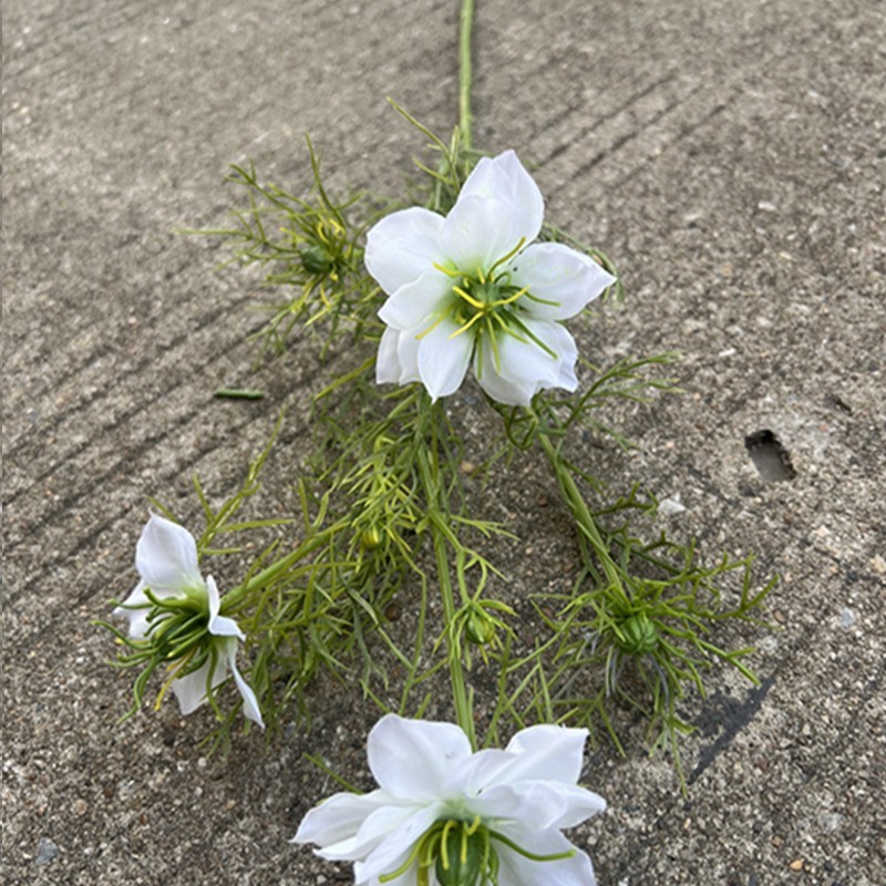 10 nigelle