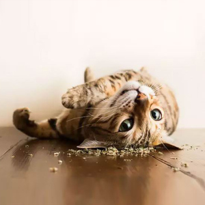 Natural <strong>Catnip</strong> Herbs Organic <strong>Catnip</strong> Powder Leaf <strong>Catnip</strong> Food Treats - Product Image 4