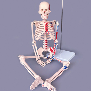 Modelo de PVC de simulación humana, esqueleto humano, modelo de anatomía de 180cm con músculo y ligamento de color - Product Image 6