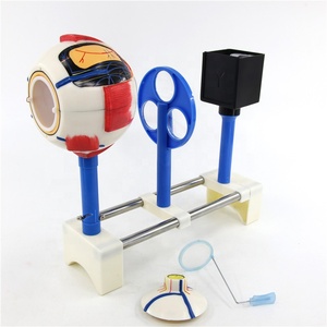 Good Quality <strong>Human</strong> Functional Eye Model for Teaching Model - Product Image 6