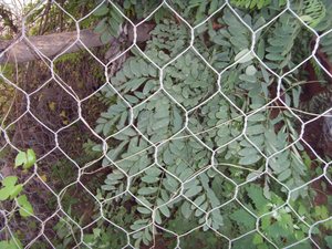 PVC-beschichtetes Hühner draht geflecht für Geflügel käfige Fischernetze Hahn fallen-Langlebiges verzinktes sechseckiges Eisen netz - Product Image 4