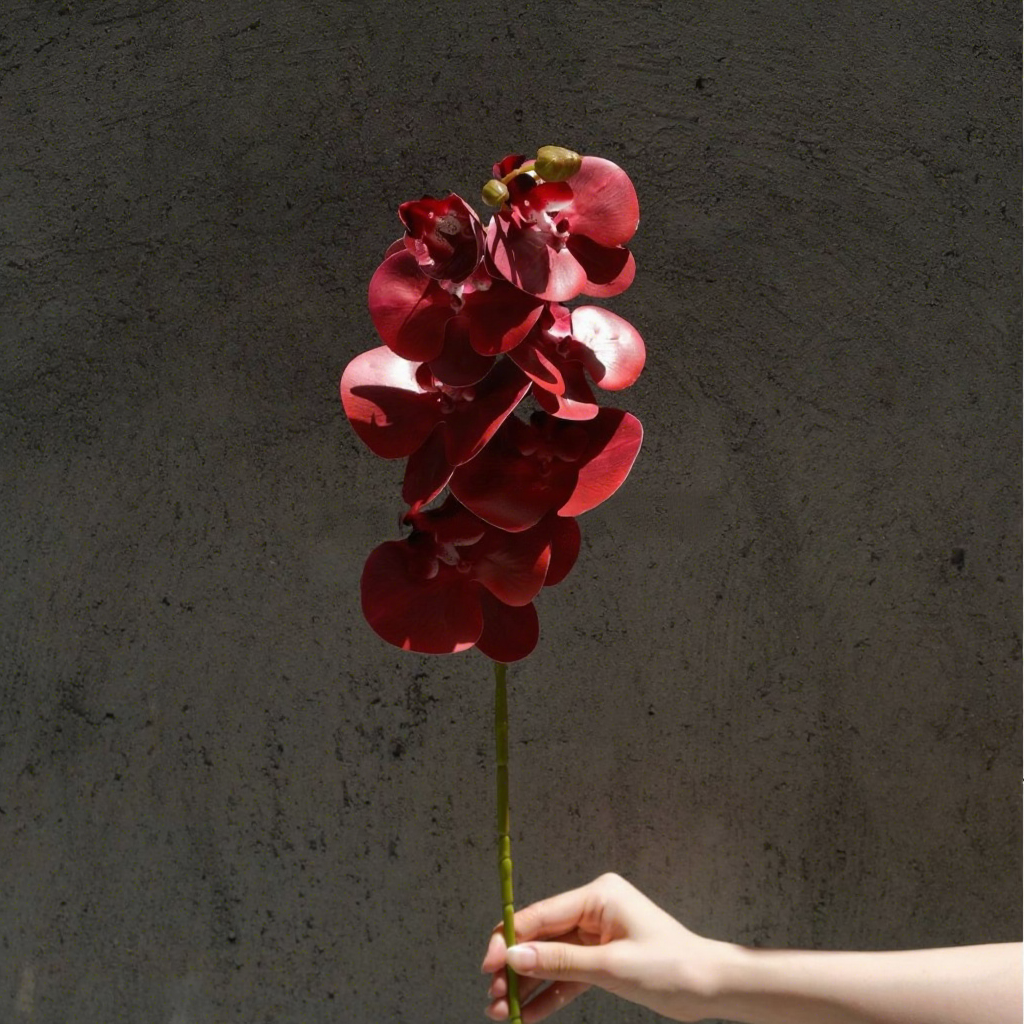 3#Orchidée phalaenopsis 7 têtes