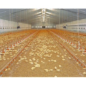 Đúc sẵn trang trại Gà nhà kết cấu thép xây dựng cho gia cầm trang trại - Product Image 5