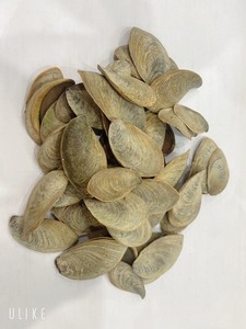 เปลือกโอเปร่าเนอร์เรกูเร็กซ์แห้ง,สำหรับทำเปลือกปฏิบัติการ Murex - Product Image 2