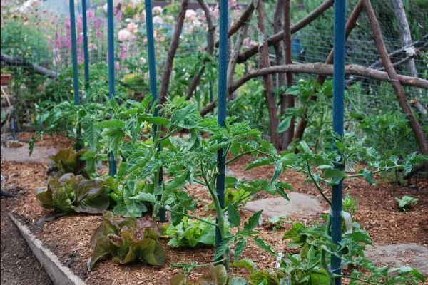 Estacas reutilizables redondas de fibra de vidrio FRP para tomate agrícola, para frutas, uvas y verduras de cereza, palitos de tomate