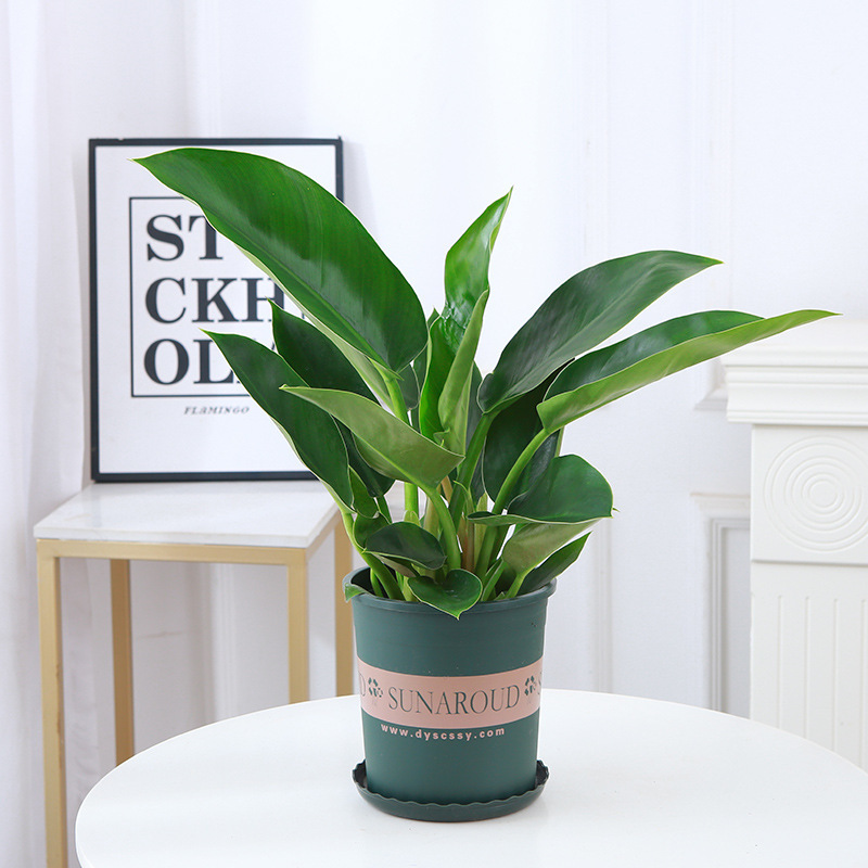 3 golden diamond plants-40cm tall-gallon pot-nutrient solution
