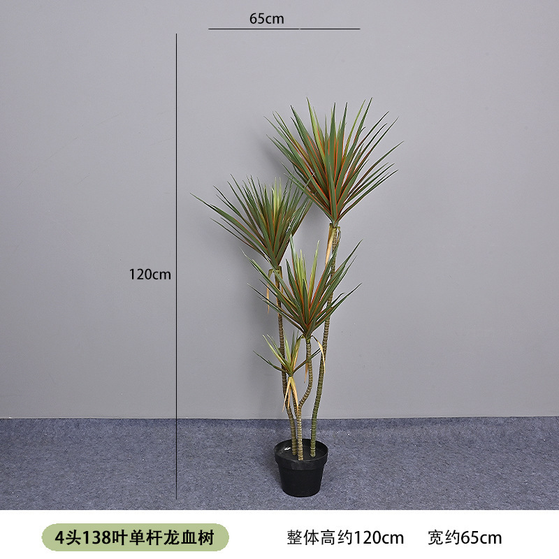 4-headed, 138-leaf single-stem dragon blood tree