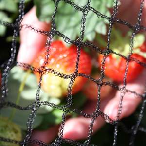 Mist <strong>Net</strong> Catching Bird Network Plastic Bird Capture <strong>Net</strong> <strong>Net</strong> to Catch Birds - Product Image 5