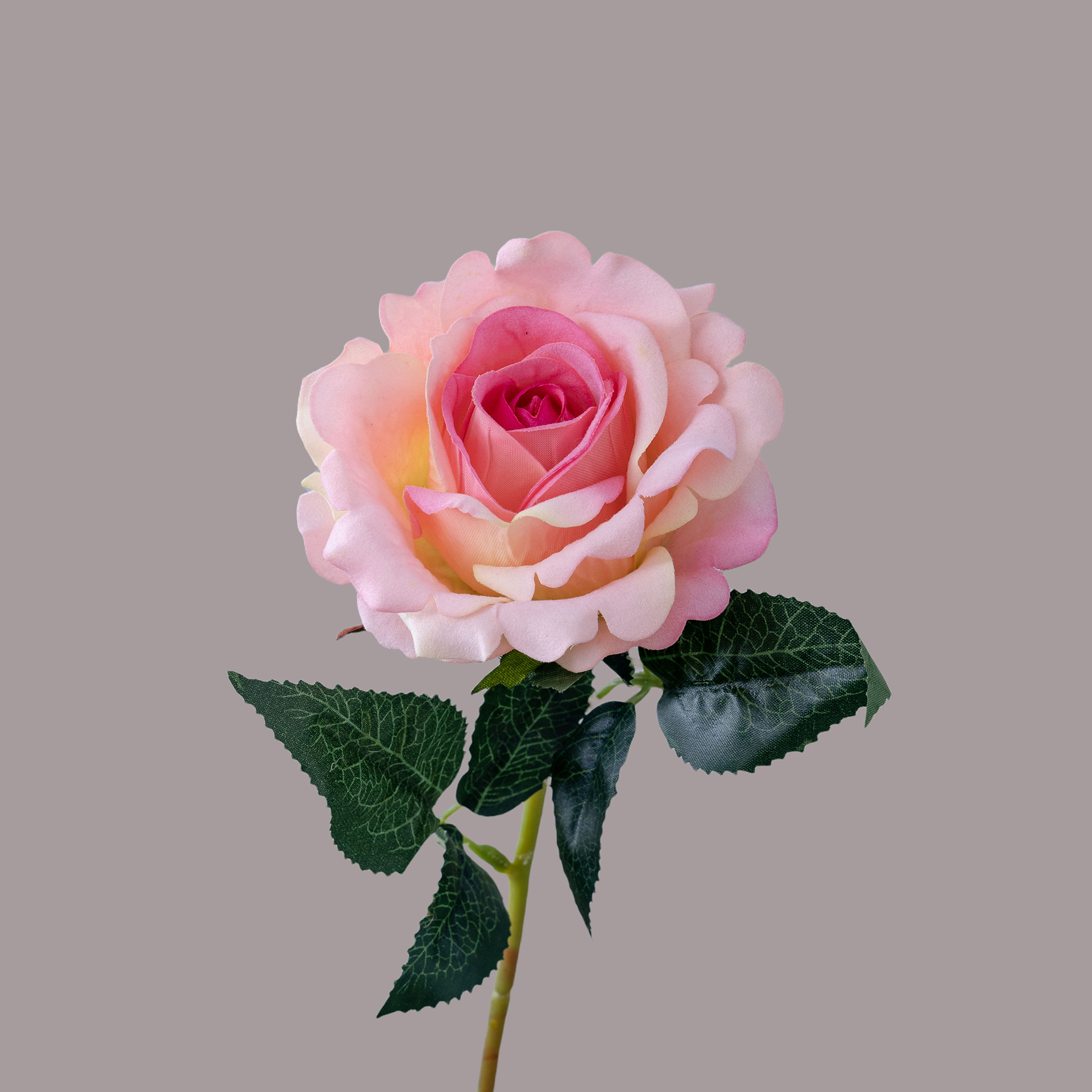 Rosa rosado