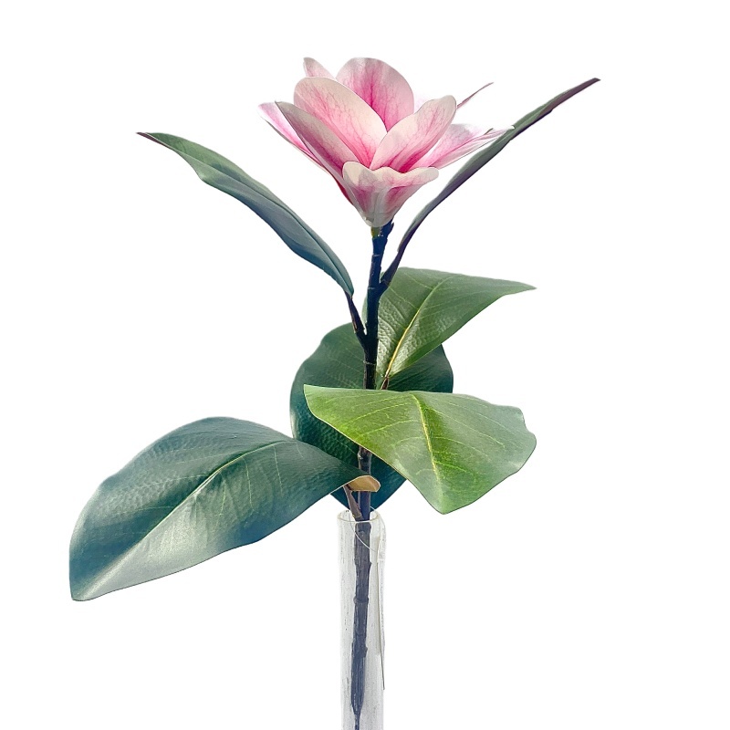 rosa#12