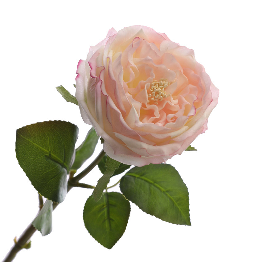 Rosa chiaro