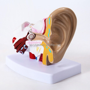 Tıbbi bilim için 1.5x genişlemiş anatomik 3D İnsan kulak modeli dış orta iç kulak teşhir tabanı - Product Image 3