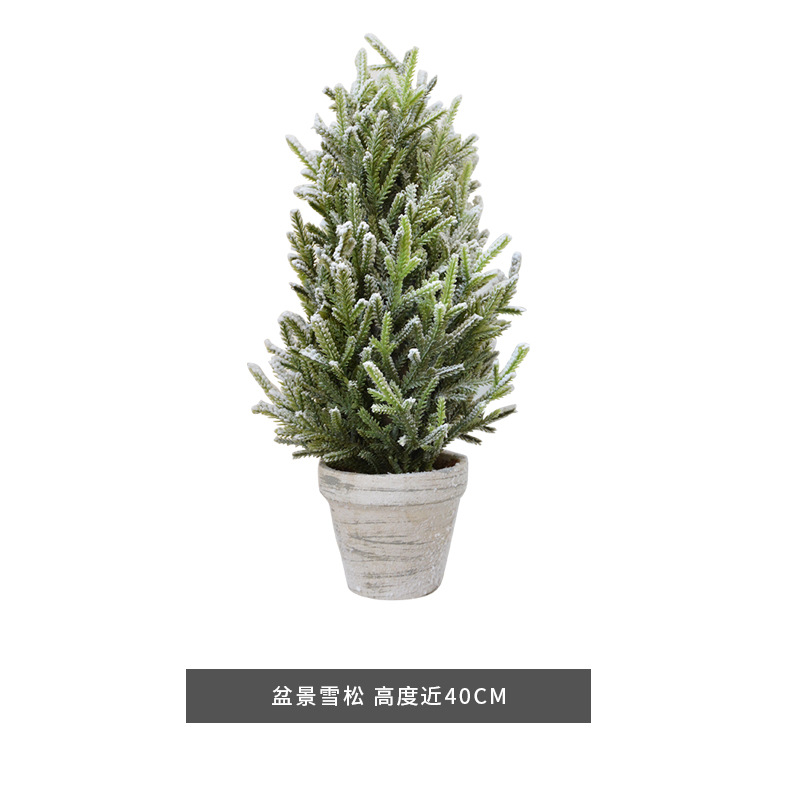 E trompette bonsaï cèdre