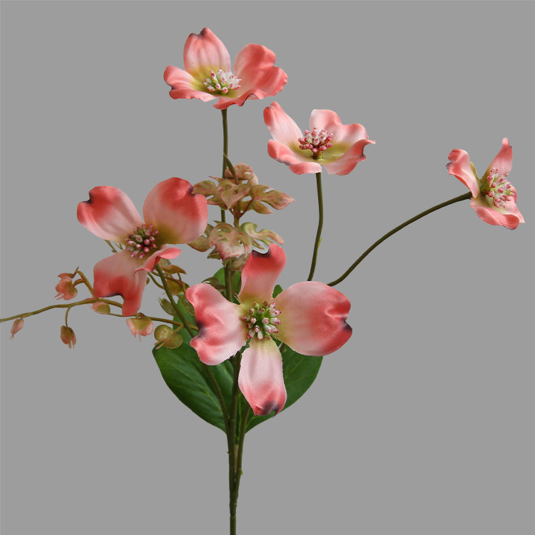Rose garance