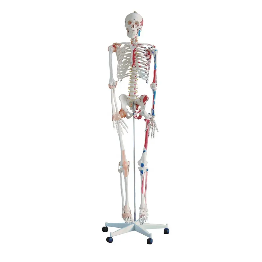Modello anatomico di scheletro umano a grandezza naturale con muscoli e legamenti alto 180CM, modello di scheletro di Halloween