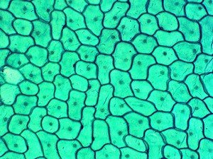 Bordes cóncavos dobles para el suelo, portaobjetos preparados, juego de 50 piezas, portaobjetos botánicos, microtomo, Sección de parafina, portaobjetos preparados para microscopio - Product Image 2
