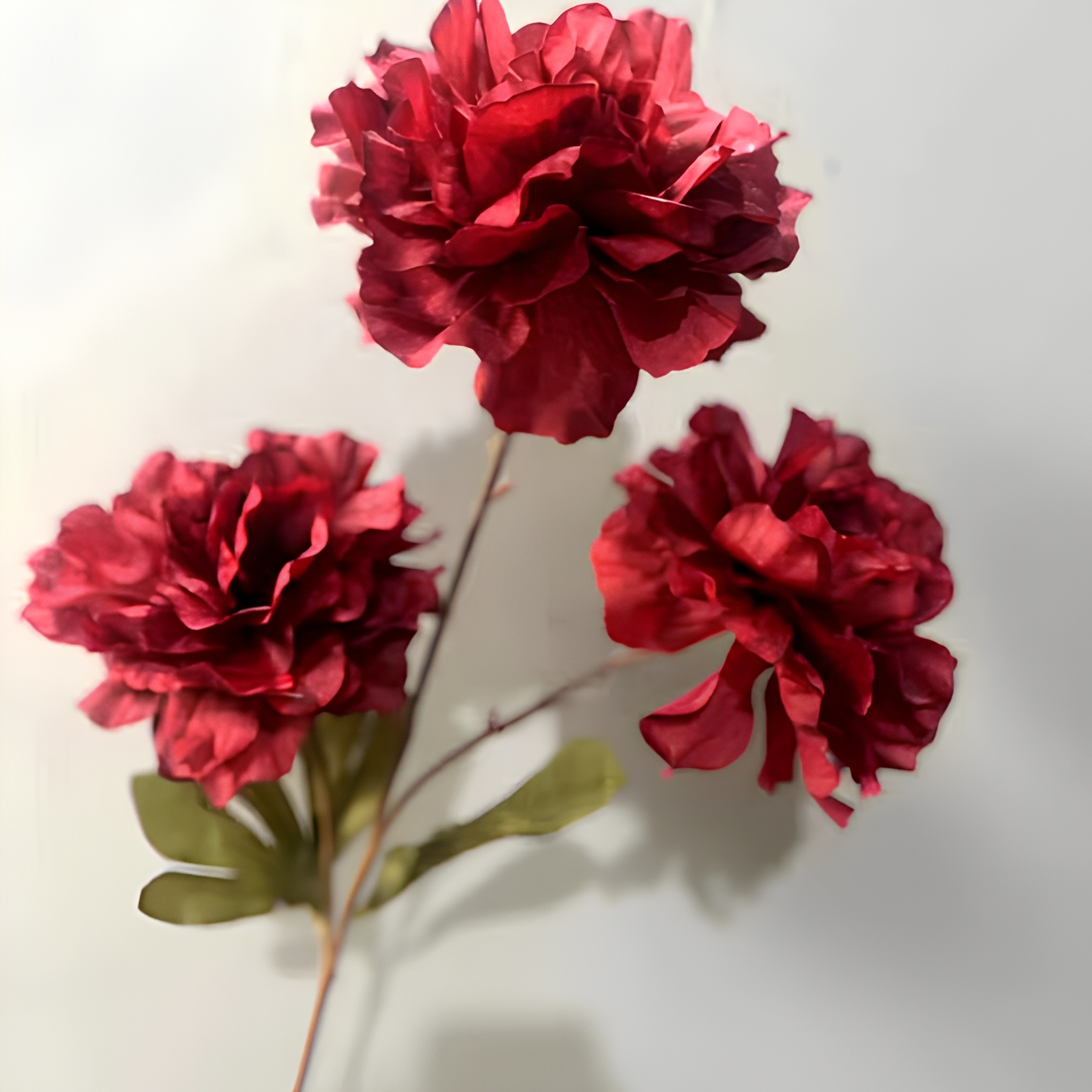 6# Peonia