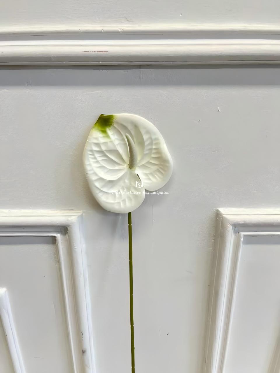 Anthurium blanc