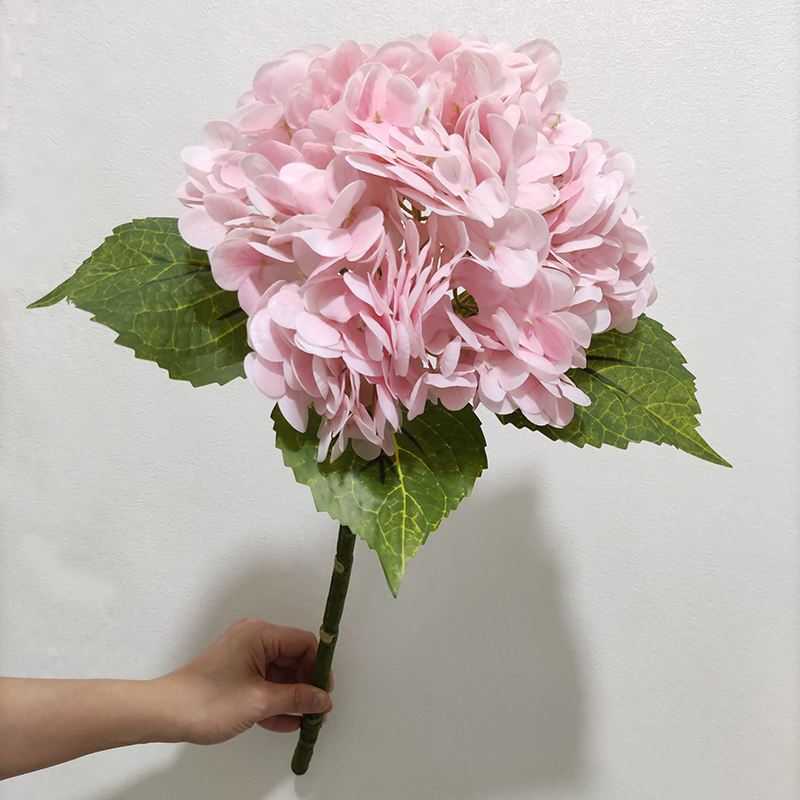 rosa 5