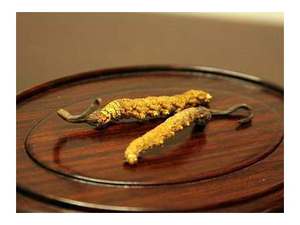 Intero impianto sfuso migliore prezzo secco Cordyceps <span class=keywords><strong>Sinensis</strong></span> estratto capsula Cordyceps polvere di estratto - Product Image 4