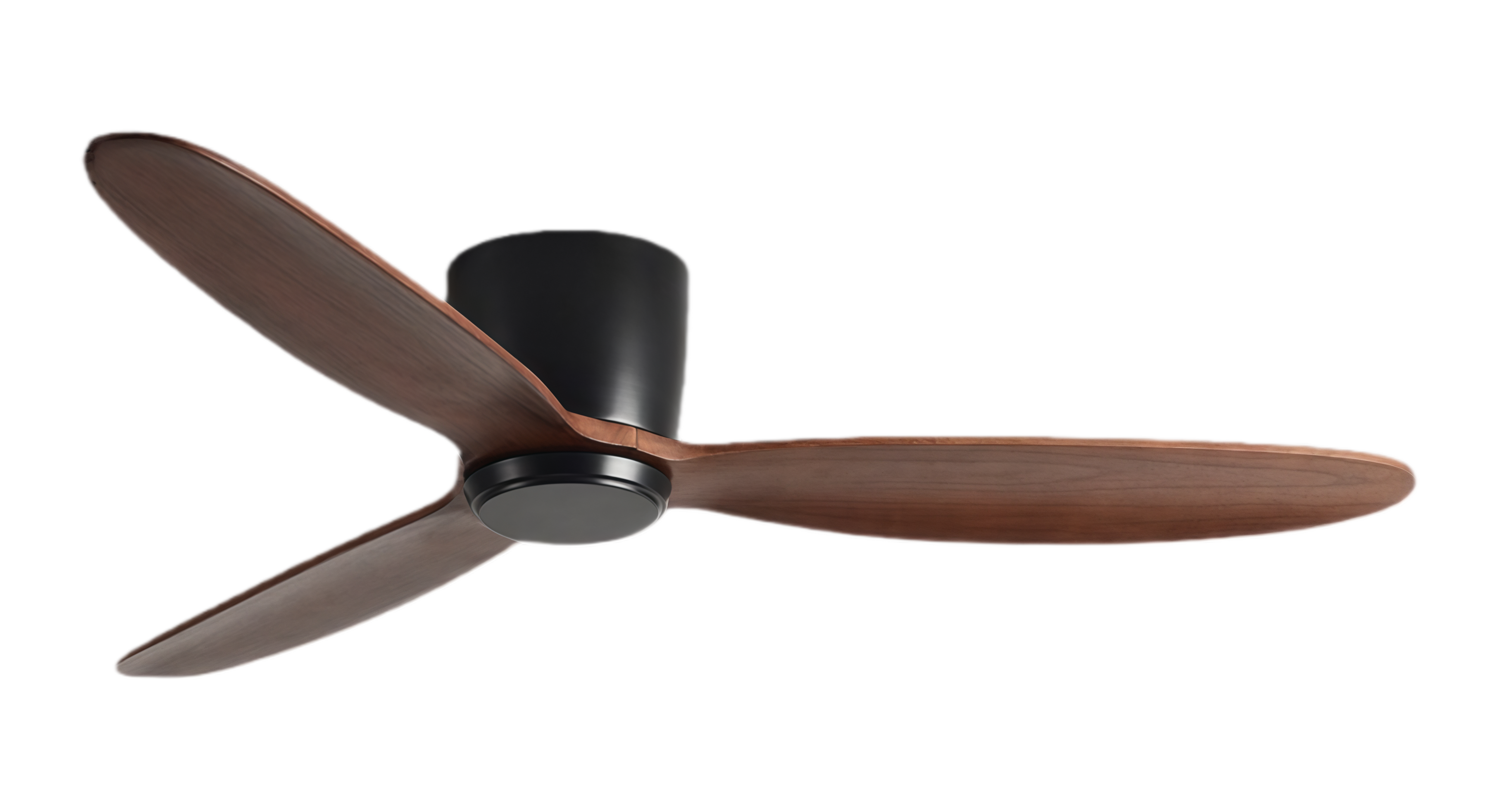 วอลนัทดำ