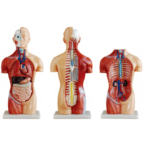 <strong>Human</strong> Anatomical Unix Torso Model 85cm 20 Parts Dual Sex Anatomical <strong>Human</strong> Torso Model with Organs - Product Image 2