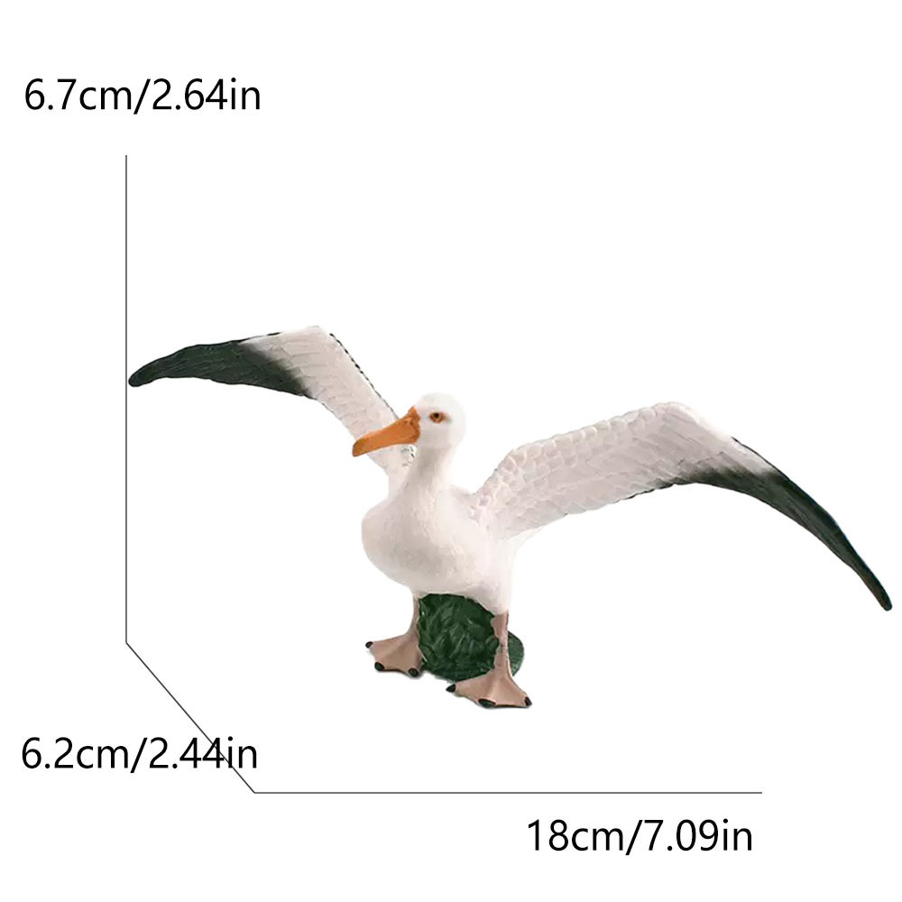 825 wandering albatross-447g