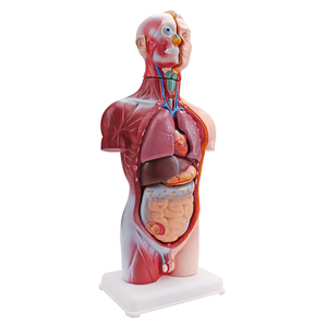<strong>Human</strong> Body Anatomy Education Model Educational Science Kits of 42CM MINI <strong>Human</strong> Torso Model Medical Model Educational Equipment