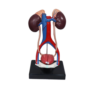 SY-N042 Cheap Price Medical <strong>Human</strong> Anatomical Model Naturally Large Size Bladder Urinary System Model - Product Image 2
