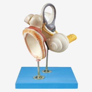 İç kulak modeli ile işitsel kemikçikler ve timpanik membran - Product Image 1