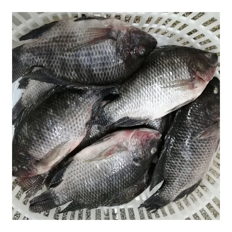 Vente en gros de poisson tilapia frais congelé en provenance de Chine