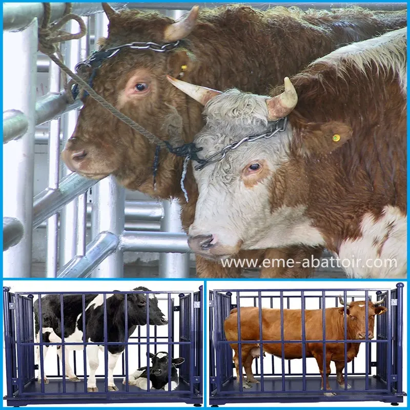Pequena escala gado equipamentos matadouro matadouro equipamentos açougue carniceiro vaca carne linha abate máquinas personalizadas fornecidas