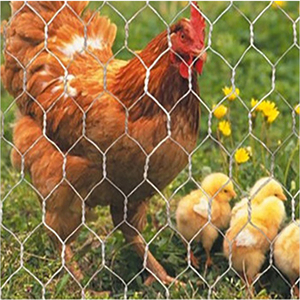 China Factory Huhn sechseckiges Draht geflecht Netz draht verzinkt Reihen material sechseckiges Netz Draht Huhn Coup Mesh - Product Image 5