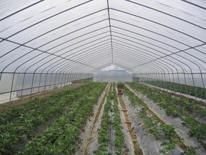 Sera tarım polietilen böcek Mesh Net 50 Mesh Anti-cibinlik ağaçlar sebze bahçeleri sera yapımı plastik - Product Image 5
