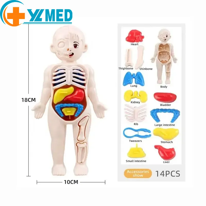 Produk sains medis membeli mainan Model pendidikan populer mainan model anatomi manusia struktur, mainan organ manusia, pendidikan