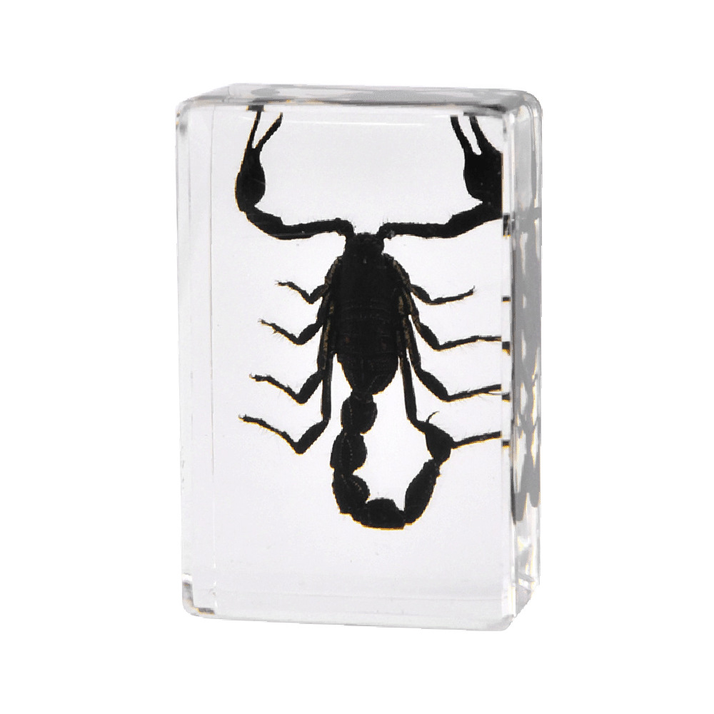 4.5 cm small size asian rainforest scorpion