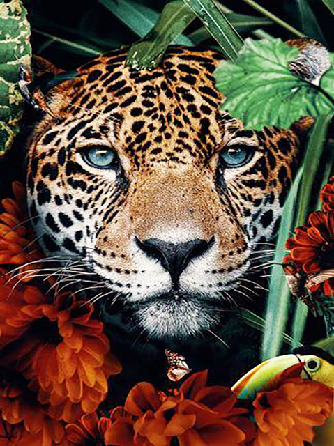 8122 leopardo