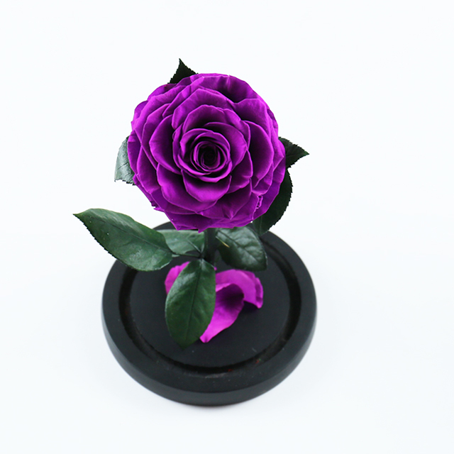 Singola rosa viola