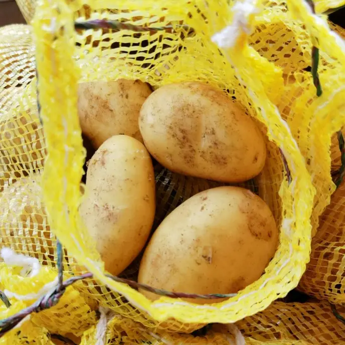 China fresh potato factory supply Holland potato export price