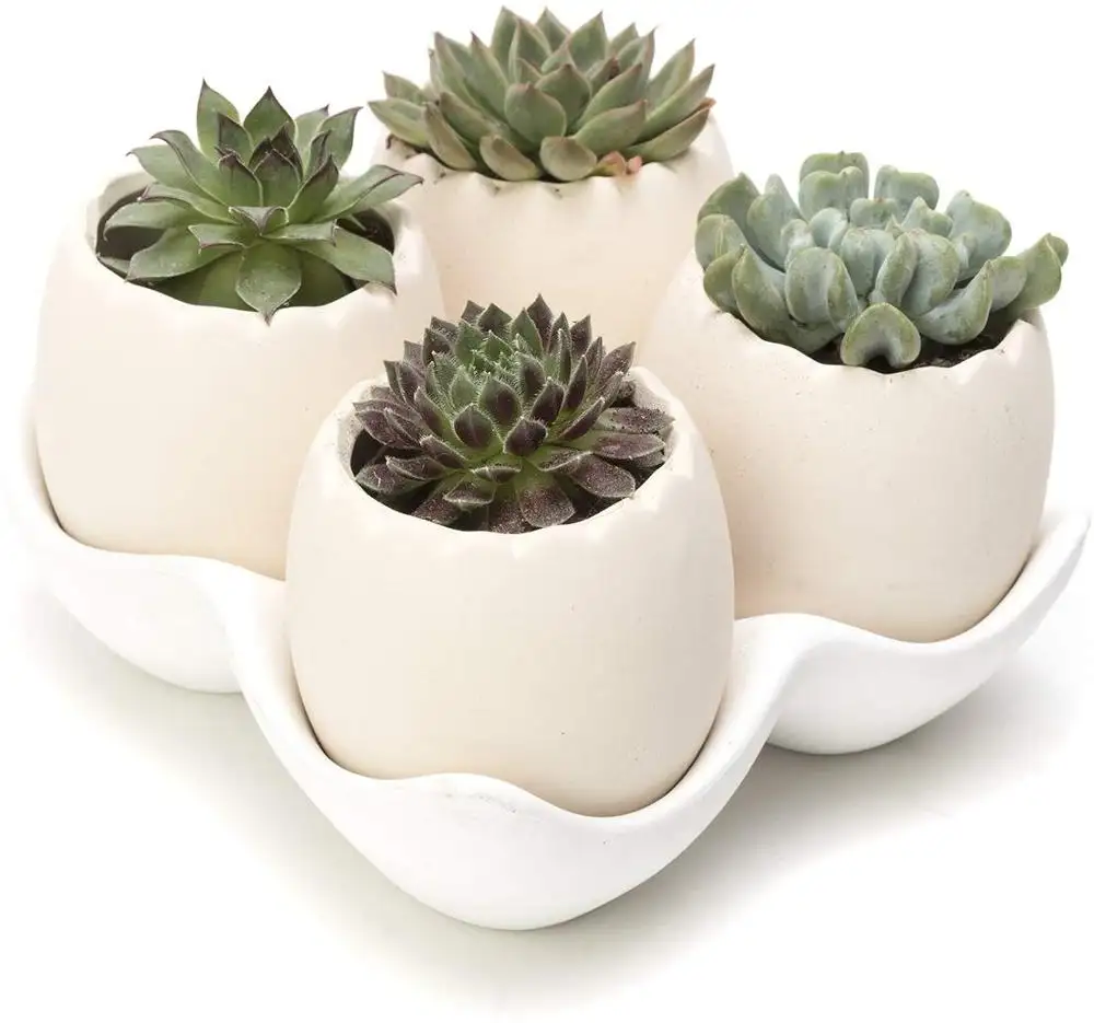 Tazza e piattino di ceramica fioriera Guscio D'uovo Disegno Decorativo Medio Beige Ceramica Succulente planter Vasi con un Rimovibile